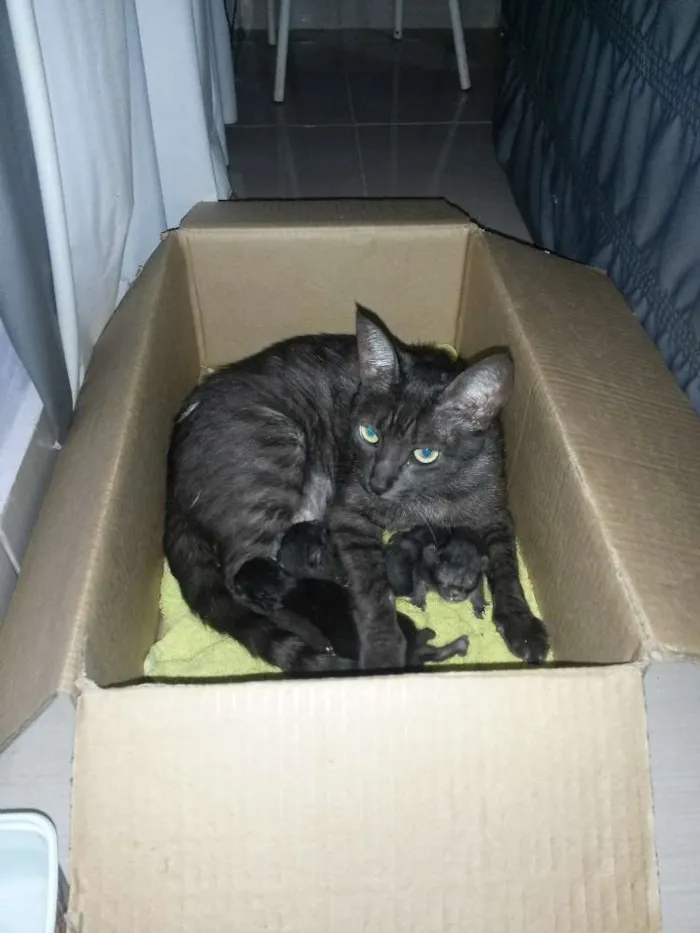 Gato ra a  idade Abaixo de 2 meses nome sem nome
