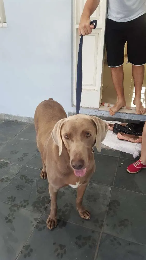 Cachorro ra a Weimaraner  idade 5 anos nome Weimairaner 