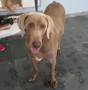 Cachorro raça Weimaraner  idade 5 anos nome Weimairaner 