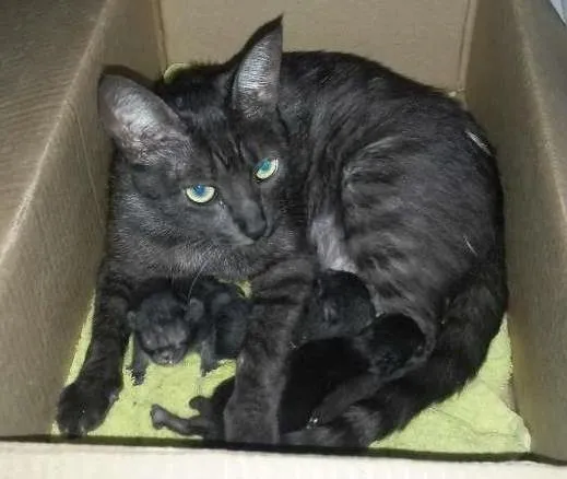 Gato ra a  idade Abaixo de 2 meses nome sem nome