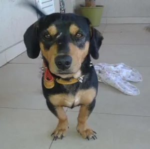Cachorro raça Sem raça definida idade 7 a 11 meses nome Priscila e Toddy