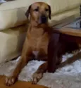Cadu 