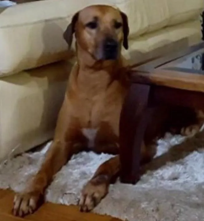 Cachorro ra a Rodesiano idade 6 ou mais anos nome Cadu 