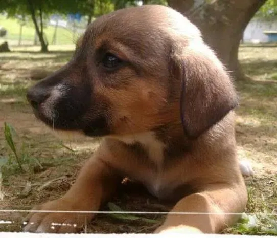 Cachorro ra a SRD idade Abaixo de 2 meses nome NORA FILHOTE