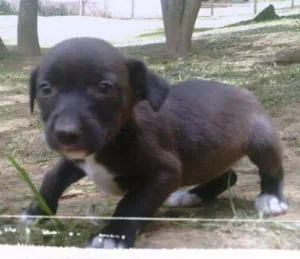Cachorro raça SRD idade Abaixo de 2 meses nome TININHA FILHOTE