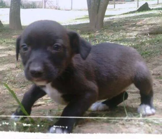 Cachorro ra a SRD idade Abaixo de 2 meses nome TININHA FILHOTE