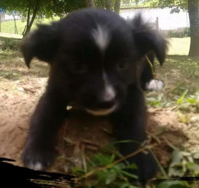 Cachorro ra a SRD idade Abaixo de 2 meses nome LUA FILHOTE