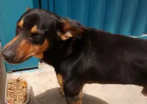 Cachorro raça SRD idade 6 ou mais anos nome Dog (negão)