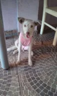 Cachorro raça SRD idade 7 a 11 meses nome Branquinha