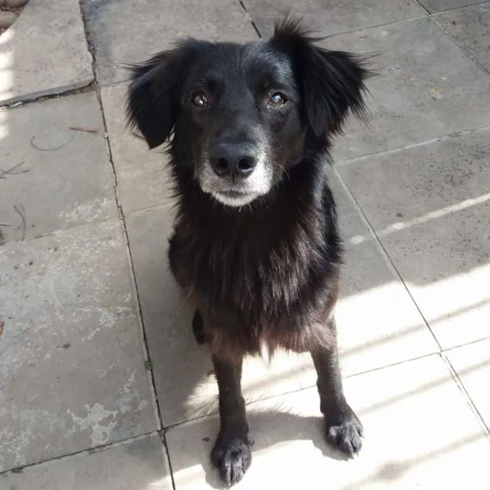 Cachorro ra a SRD idade 3 anos nome Guga