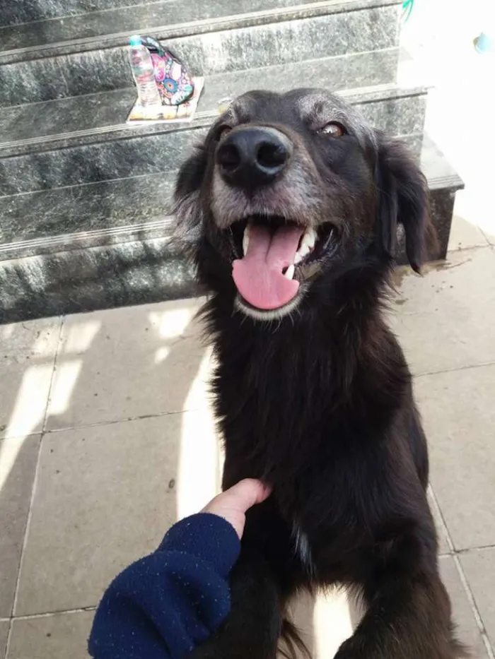 Cachorro ra a SRD idade 3 anos nome Guga