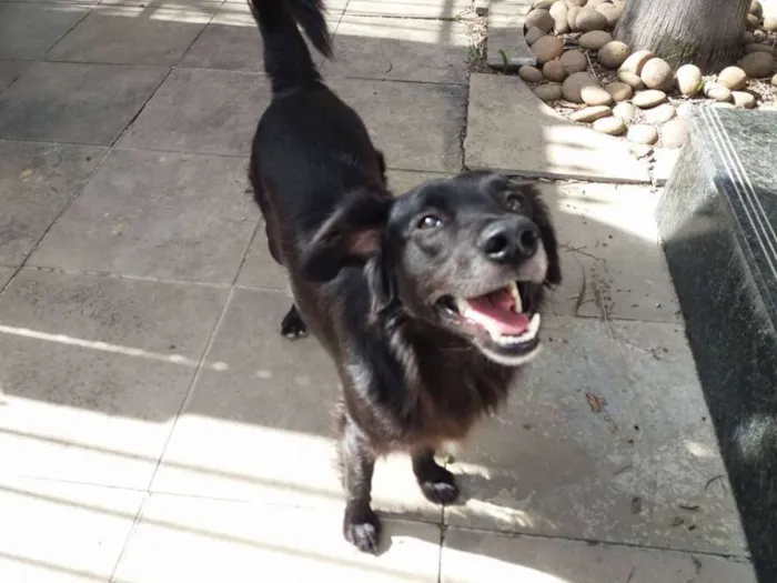 Cachorro ra a SRD idade 3 anos nome Guga