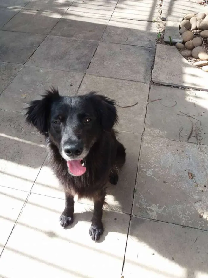 Cachorro ra a SRD idade 3 anos nome Guga