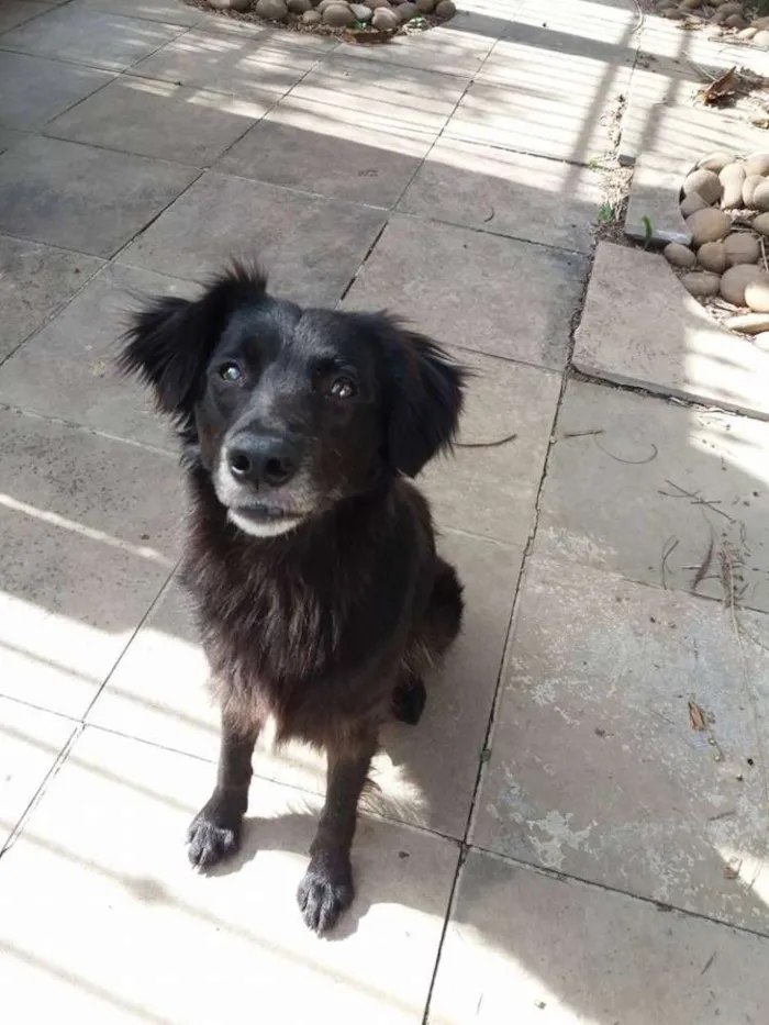 Cachorro ra a SRD idade 3 anos nome Guga