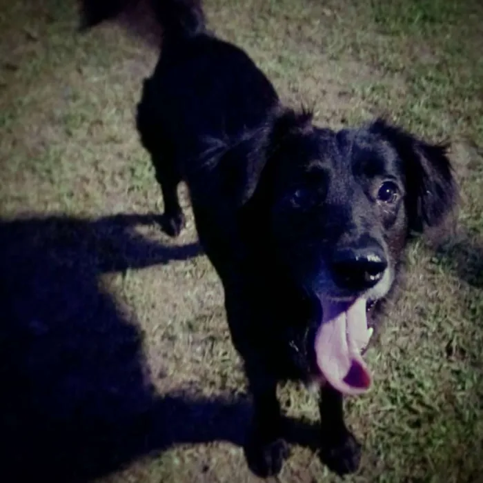 Cachorro ra a SRD idade 3 anos nome Guga