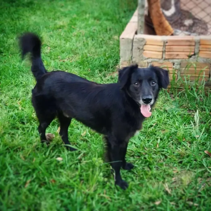 Cachorro ra a SRD idade 3 anos nome Guga