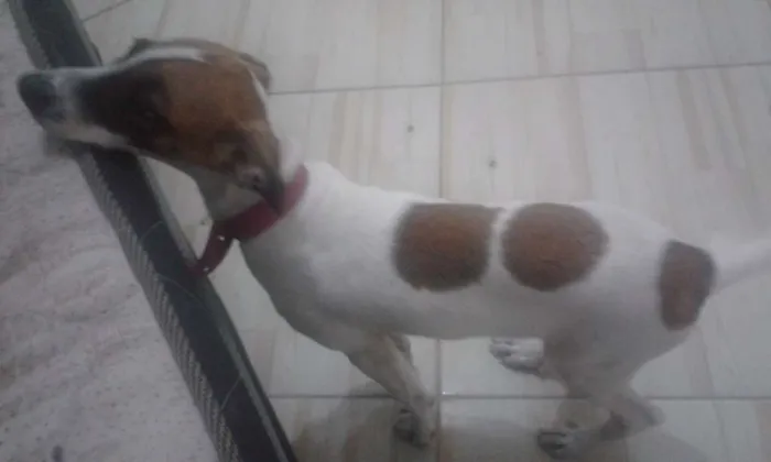 Cachorro ra a Vira lata idade 2 a 6 meses nome Suzy