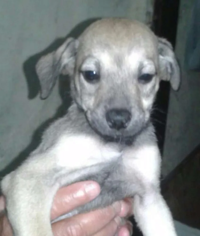 Cachorro ra a Sem raça definida idade 2 a 6 meses nome Filhotes