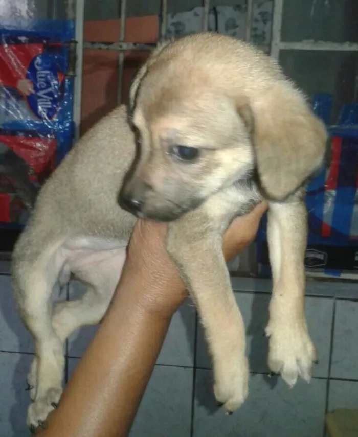 Cachorro ra a Sem raça definida idade 2 a 6 meses nome Filhotes