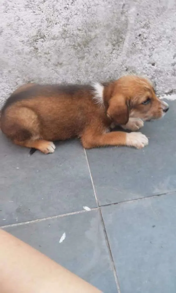 Cachorro ra a Sem raça definida idade 2 a 6 meses nome Filhotes