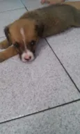 Filhotes