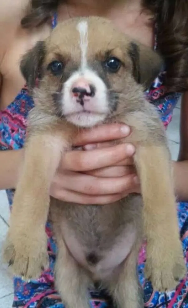 Cachorro ra a Sem raça definida idade 2 a 6 meses nome Filhotes
