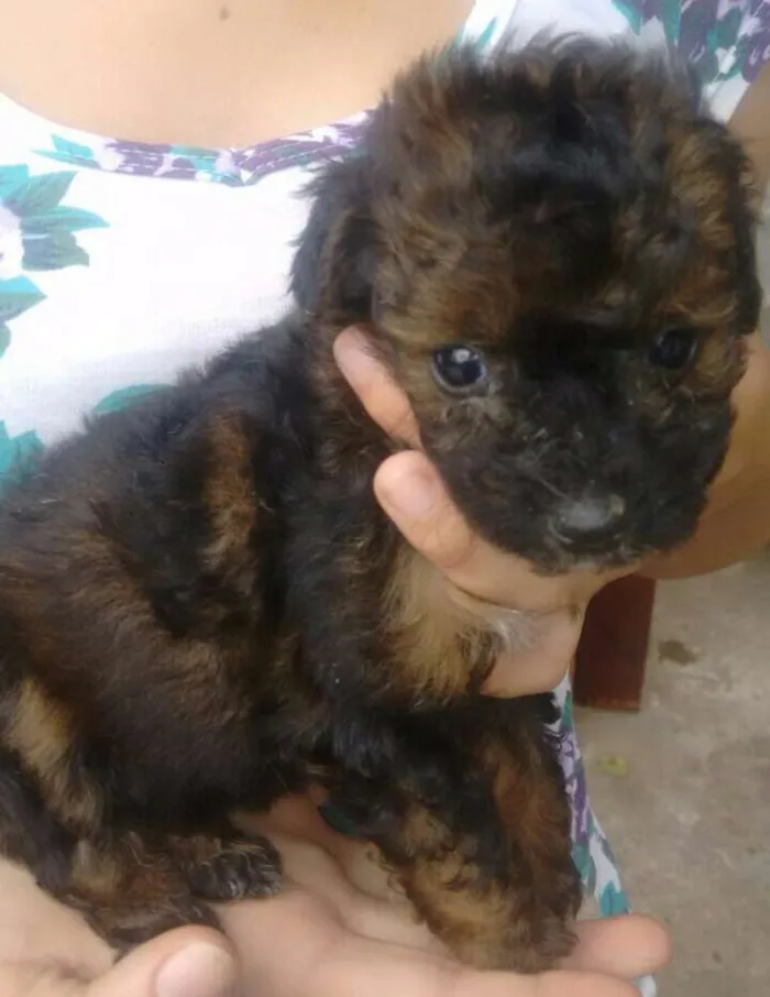 Cachorro ra a Sem raça definida idade 2 a 6 meses nome Filhotes