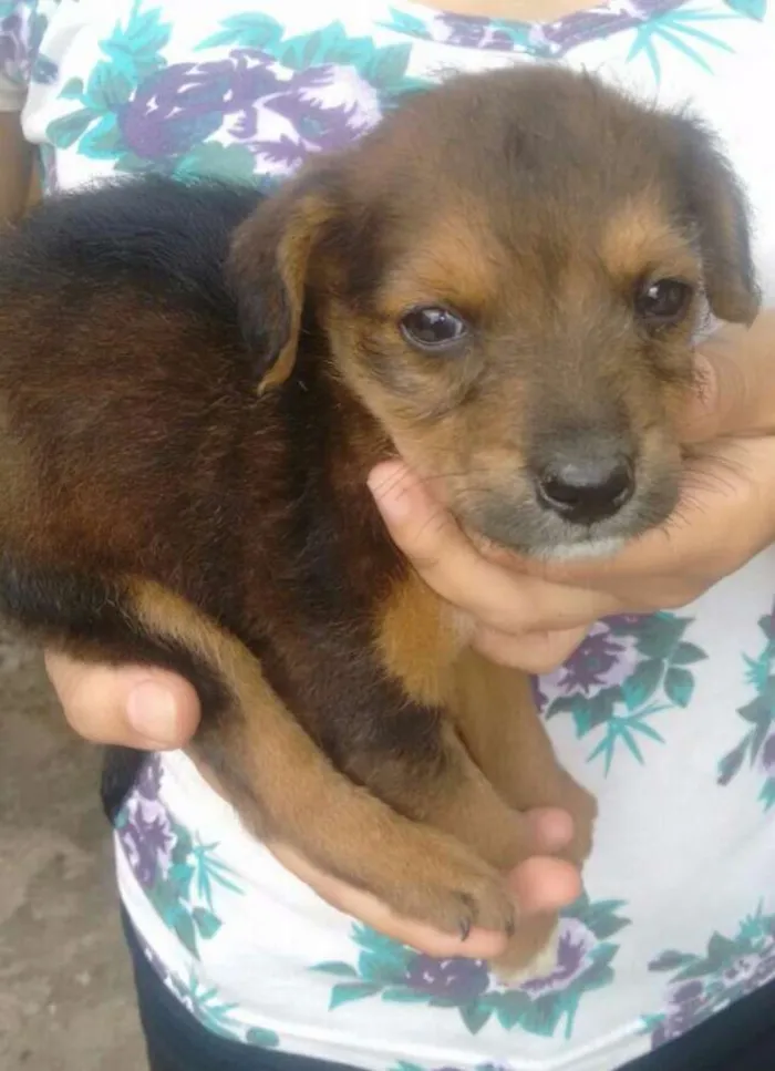 Cachorro ra a Sem raça definida idade 2 a 6 meses nome Filhotes
