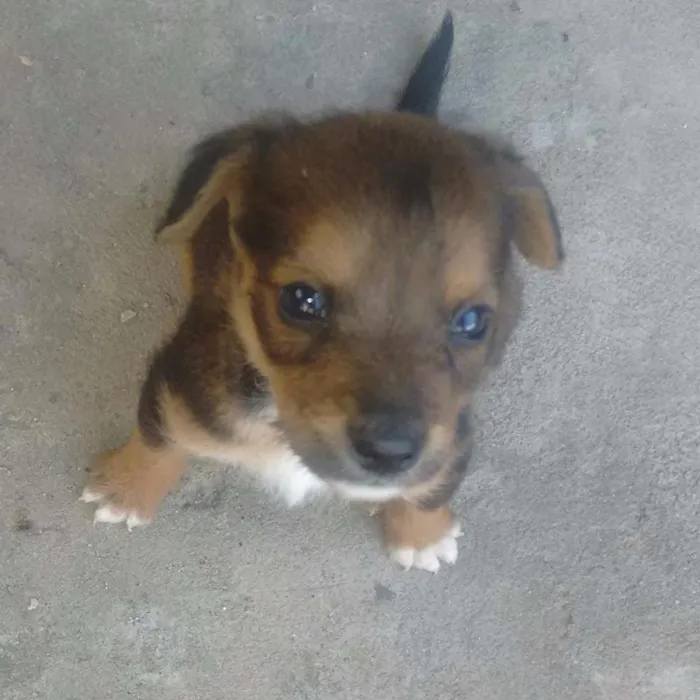 Cachorro ra a Sem raça definida idade 2 a 6 meses nome Filhotes