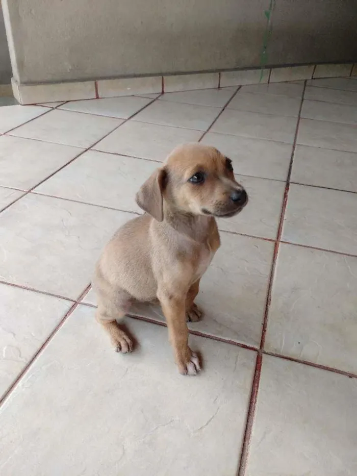 Cachorro ra a RND idade 2 a 6 meses nome Drika