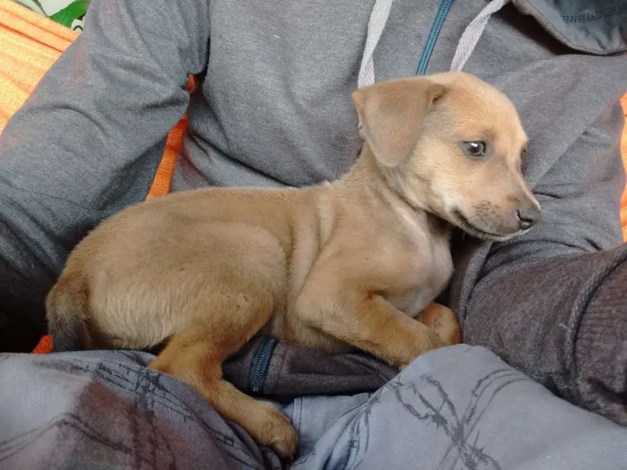 Cachorro ra a RND idade 2 a 6 meses nome Drika