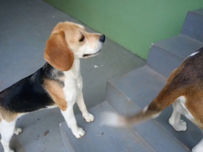 Cachorro ra a Beagle  idade 1 ano nome Luna