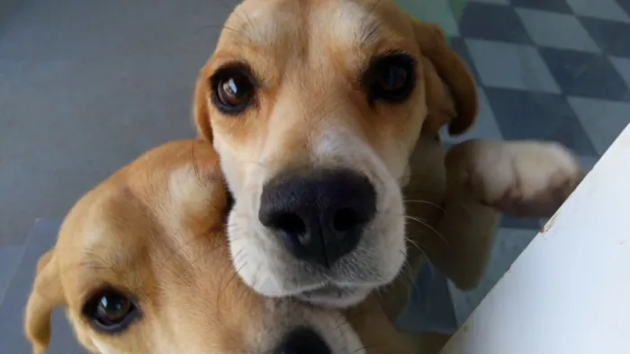 Cachorro ra a Beagle  idade 1 ano nome Luna