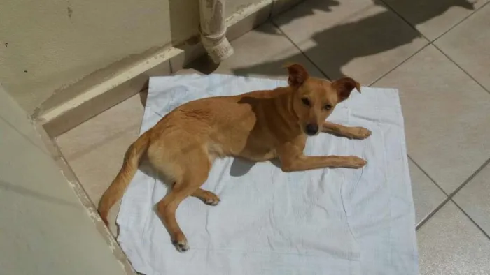 Cachorro raça Vira-lata  idade Abaixo de 2 meses nome July