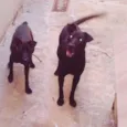 Neguinha e Negona