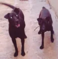 Neguinha e Negona
