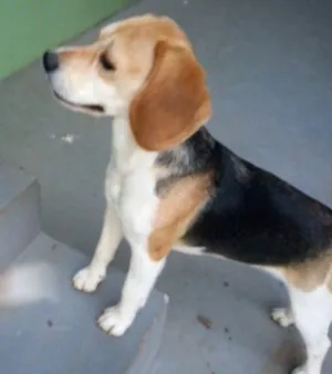 Cachorro raça Beagle  idade 1 ano nome Luna