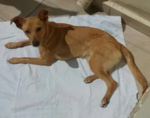 Cachorro raça Vira-lata  idade Abaixo de 2 meses nome July