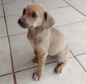 Cachorro raça RND idade 2 a 6 meses nome Drika