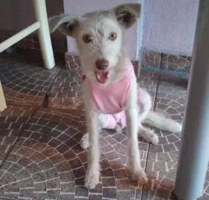 Cachorro raça SRD idade 7 a 11 meses nome Branquinha