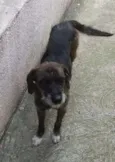 Veludo