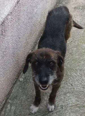 Cachorro raça Srd idade 2 anos nome Veludo