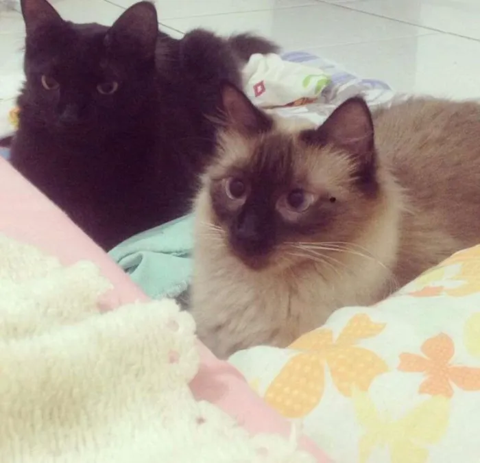 Gato ra a Siamês idade 2 anos nome Nina e Prepre