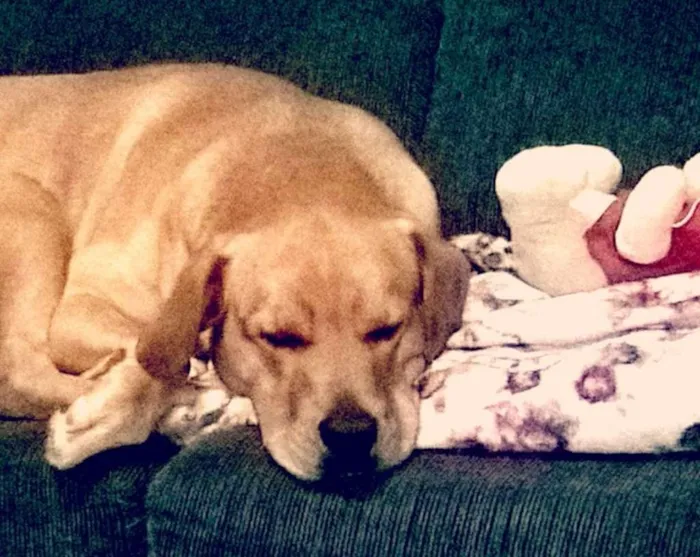 Cachorro raça Goldem idade 3 anos nome marley