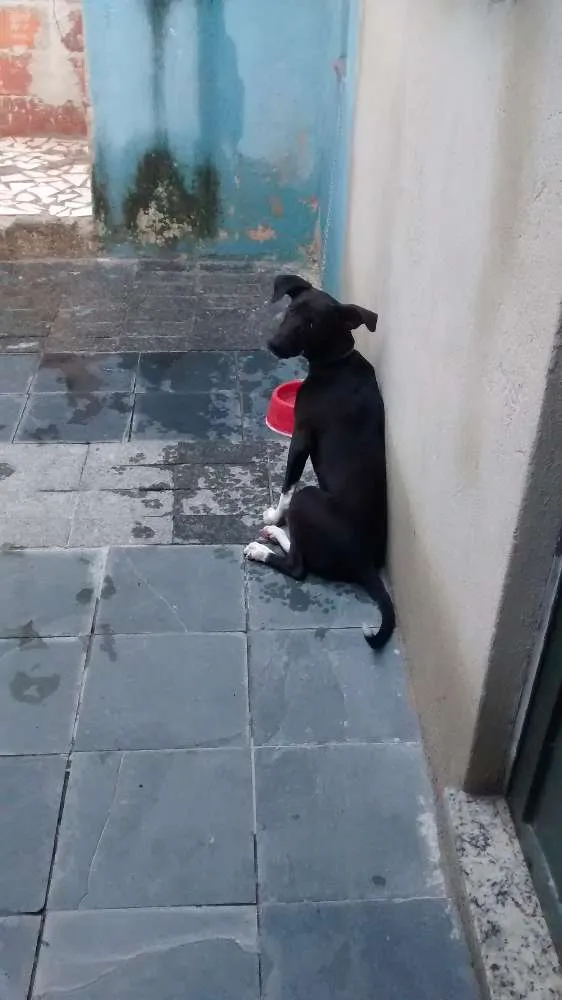 Cachorro raça Pitbull com cockerspeaber idade 2 a 6 meses nome Zeus