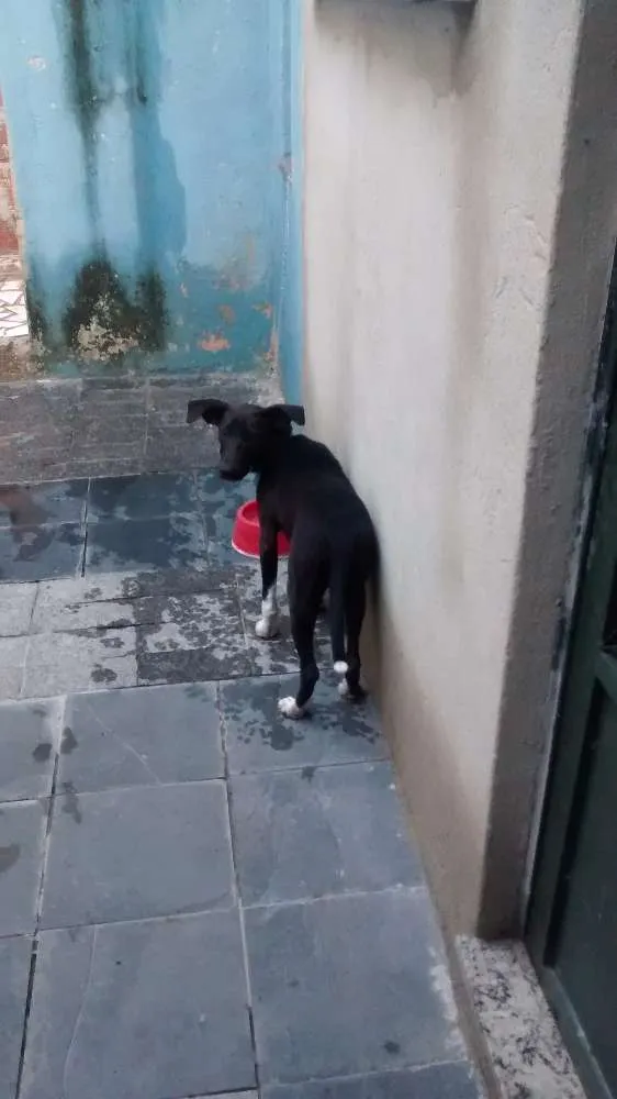 Cachorro raça Pitbull com cockerspeaber idade 2 a 6 meses nome Zeus