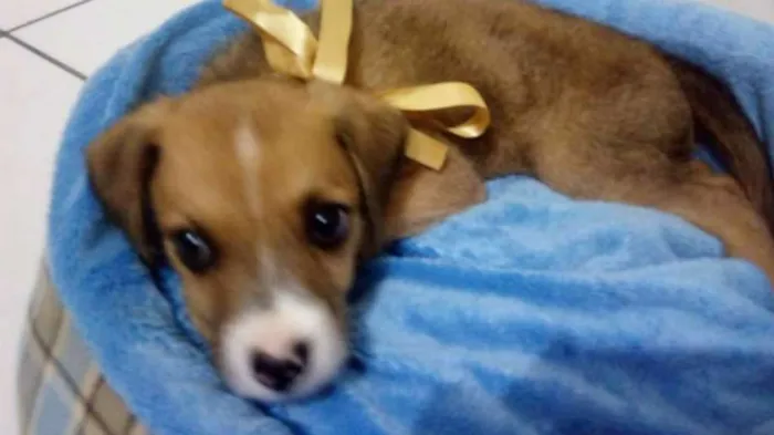 Cachorro ra a Sem raça definida idade 2 a 6 meses nome Filhote