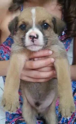 Cachorro raça Sem raça definida idade 2 a 6 meses nome Filhote