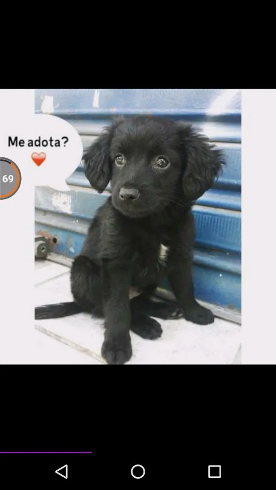 Cachorro raça Sem raça idade Abaixo de 2 meses nome Neji