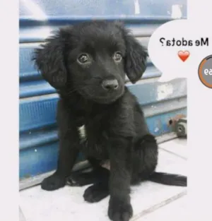 Cachorro raça Sem raça idade Abaixo de 2 meses nome Neji